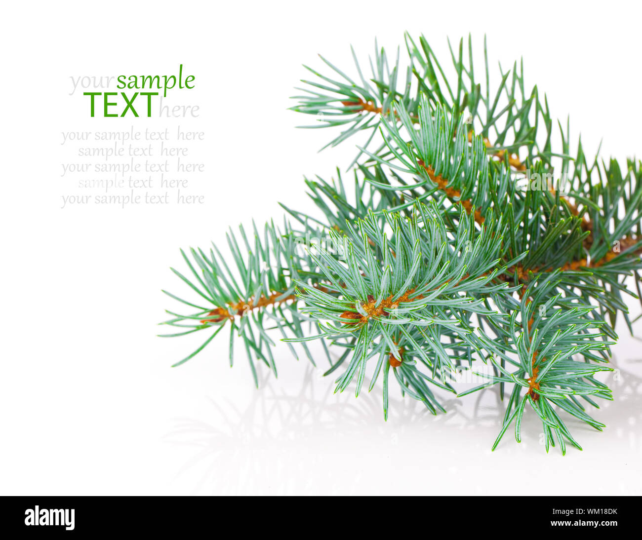 Branch of Christmas tree on white background Stock Photo - Alamy
