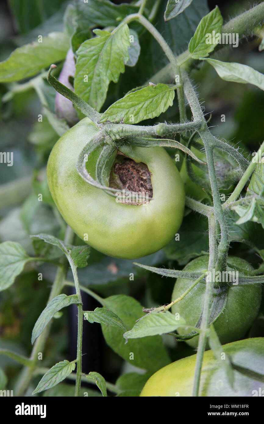 green tomatoes are rotting on the bush in the rural garden. Damaged ...