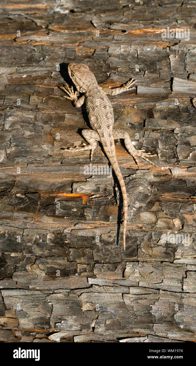 A Sagebrush lizard on a tree in a recently burned forest Stock Photo