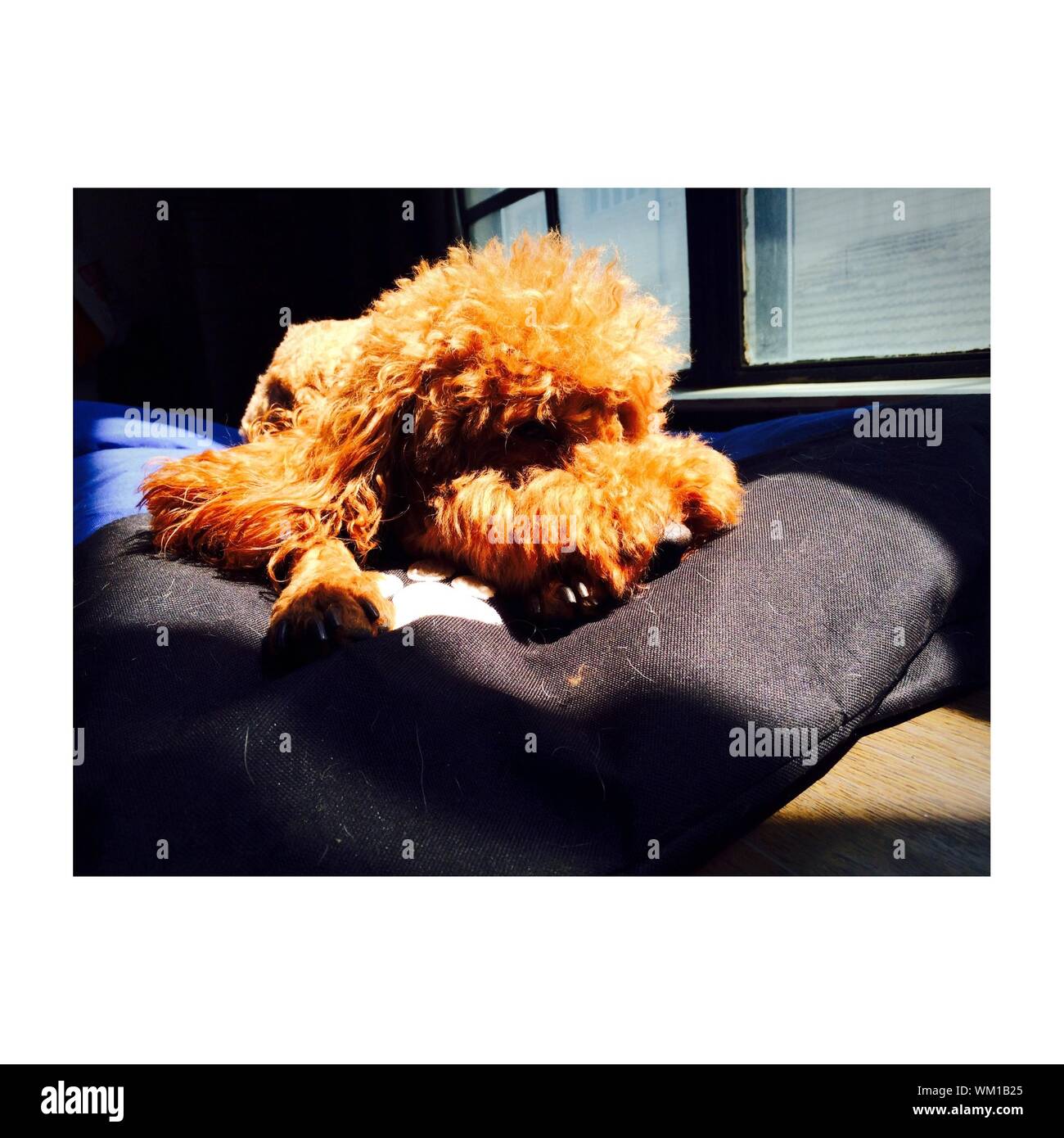 Sleeping dog on lap Cut Out Stock Images & Pictures Alamy