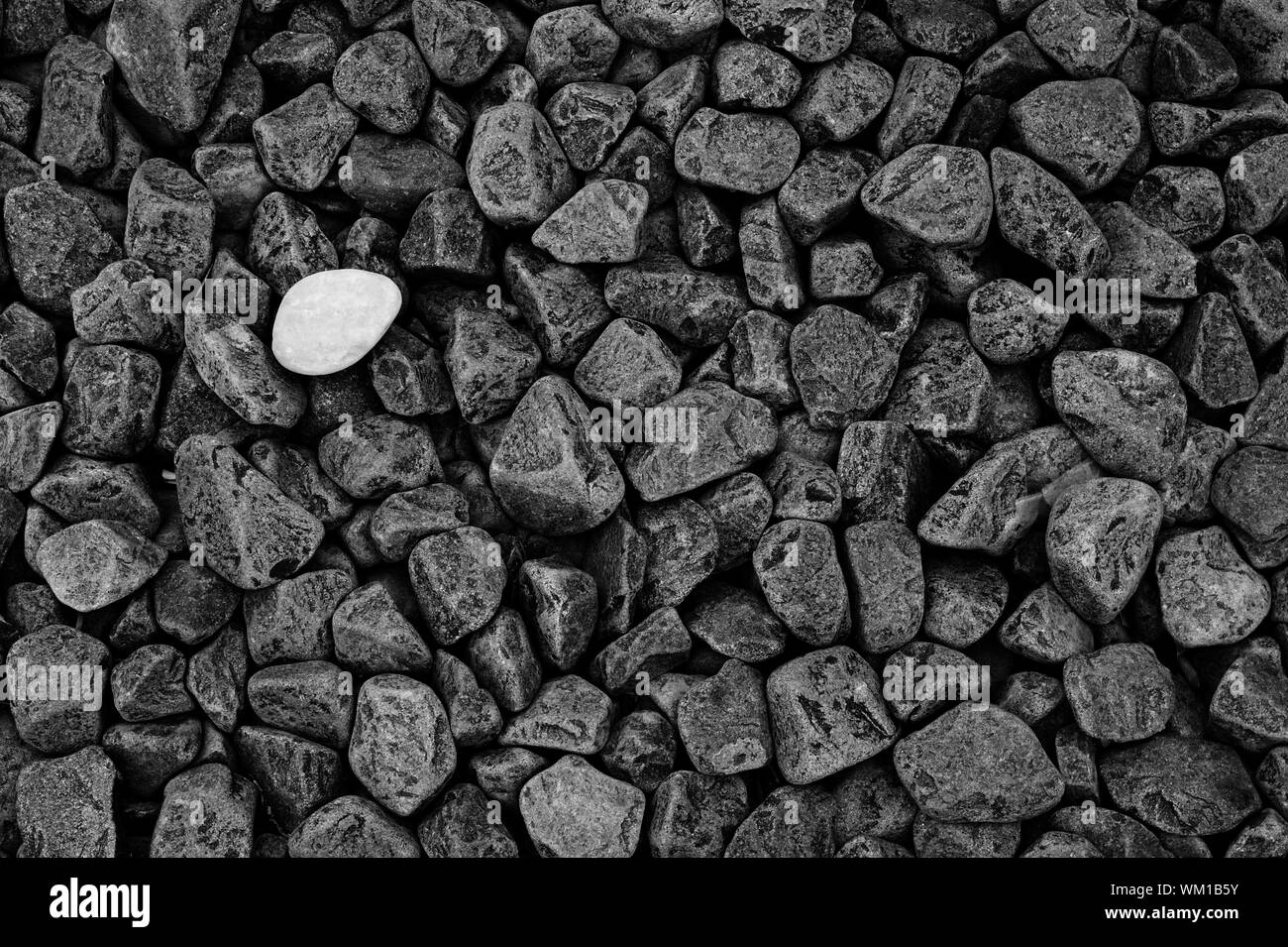 Diversity concept: lone white stone among gray black stones. Stone texture and background. Stock Photo