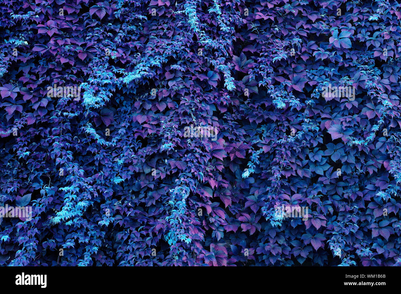 Blue and purple ivy background Stock Photo