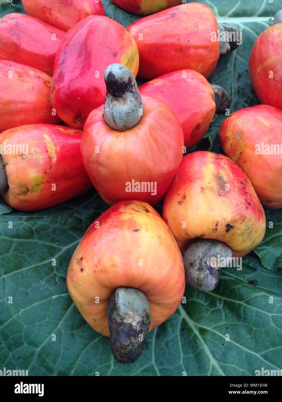 Cashew leaf hires stock photography and images Alamy