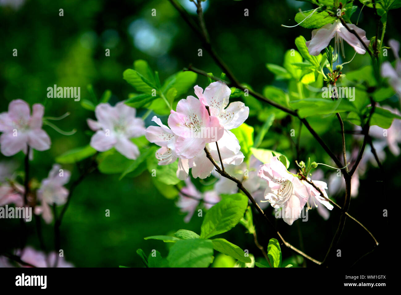Close-up Of Pink Azaleas Blooming Outdoors Stock Photo