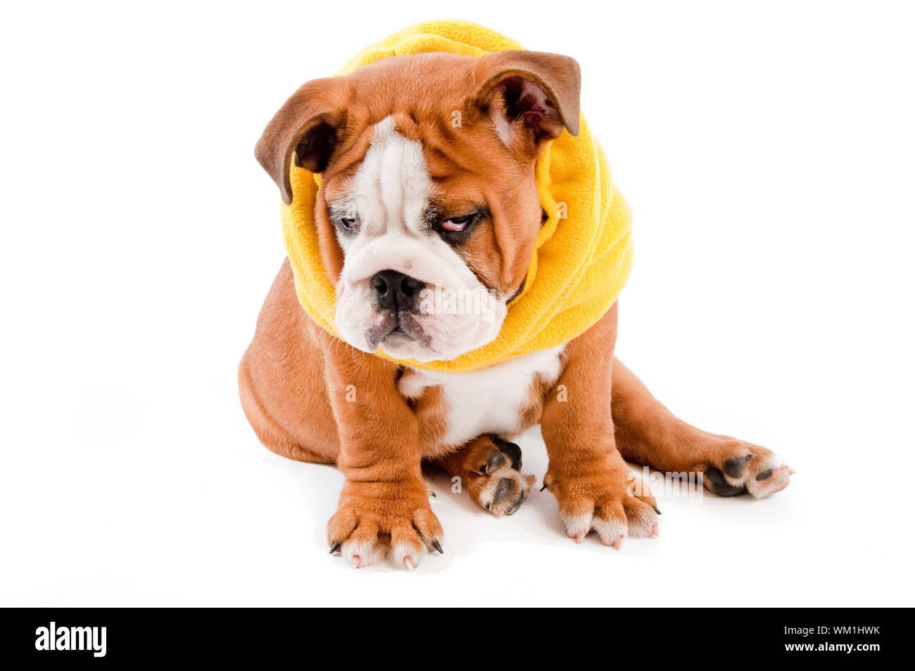 English bulldog scarf Clearance