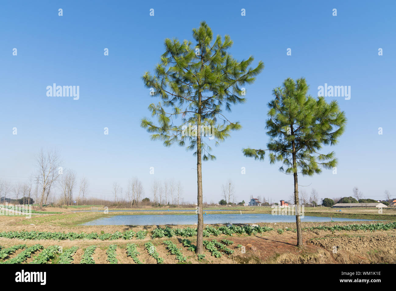 Trees with crops hi-res stock photography and images - Alamy