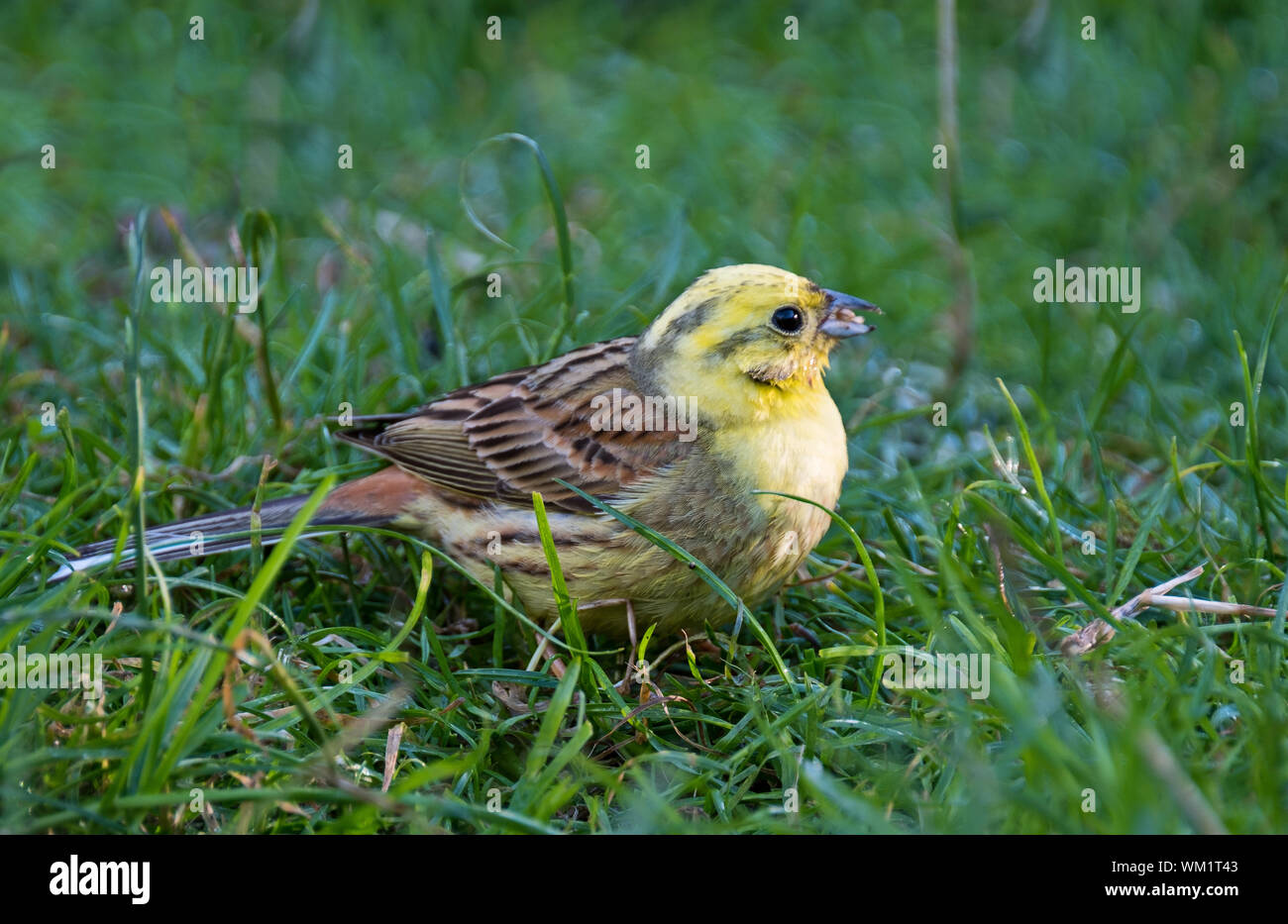 Yellow Hammer Bird High Resolution Stock Photography and Images Alamy