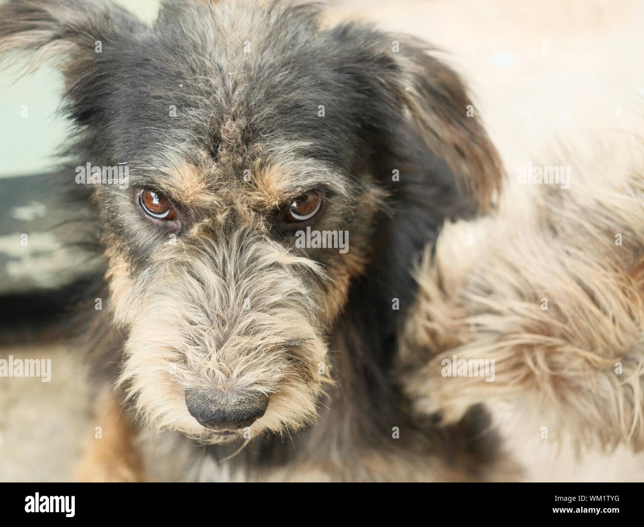 The serious face and eyes of a black and brown furry dog, The negative emotions and feelings that pets show Stock Photo