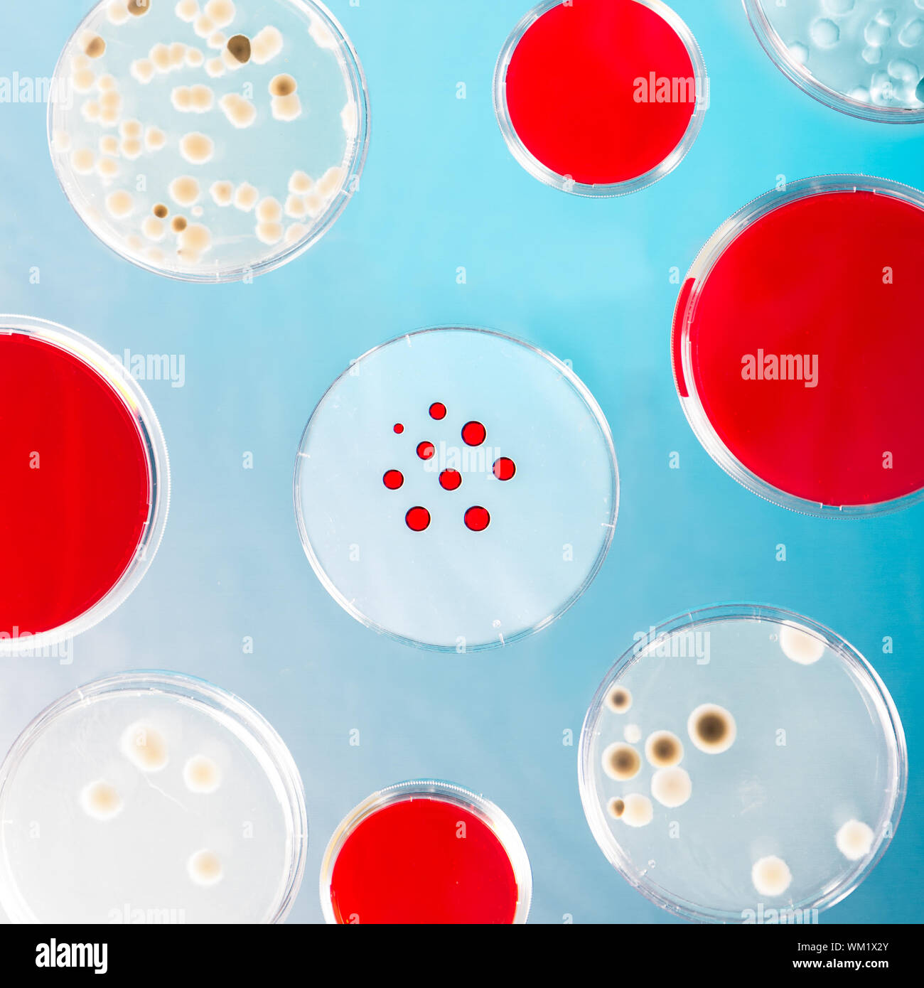 Pattern of petri dishes. Stock Photo