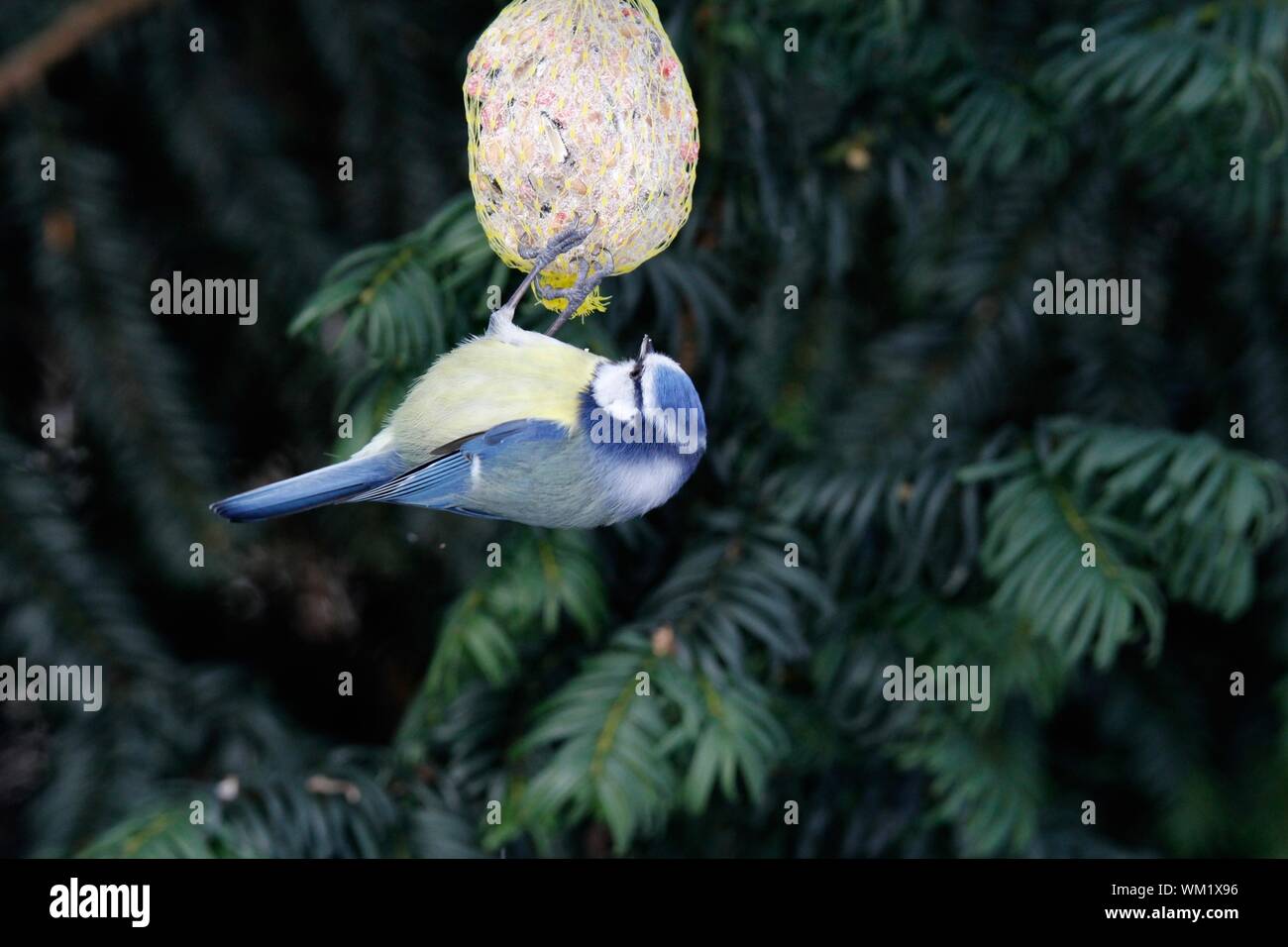 Close-up Of Bird On Feeder Hanging From Tree Stock Photo