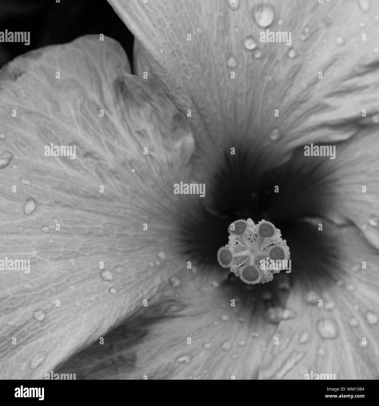 Full hibiscus flower hi-res stock photography and images - Alamy