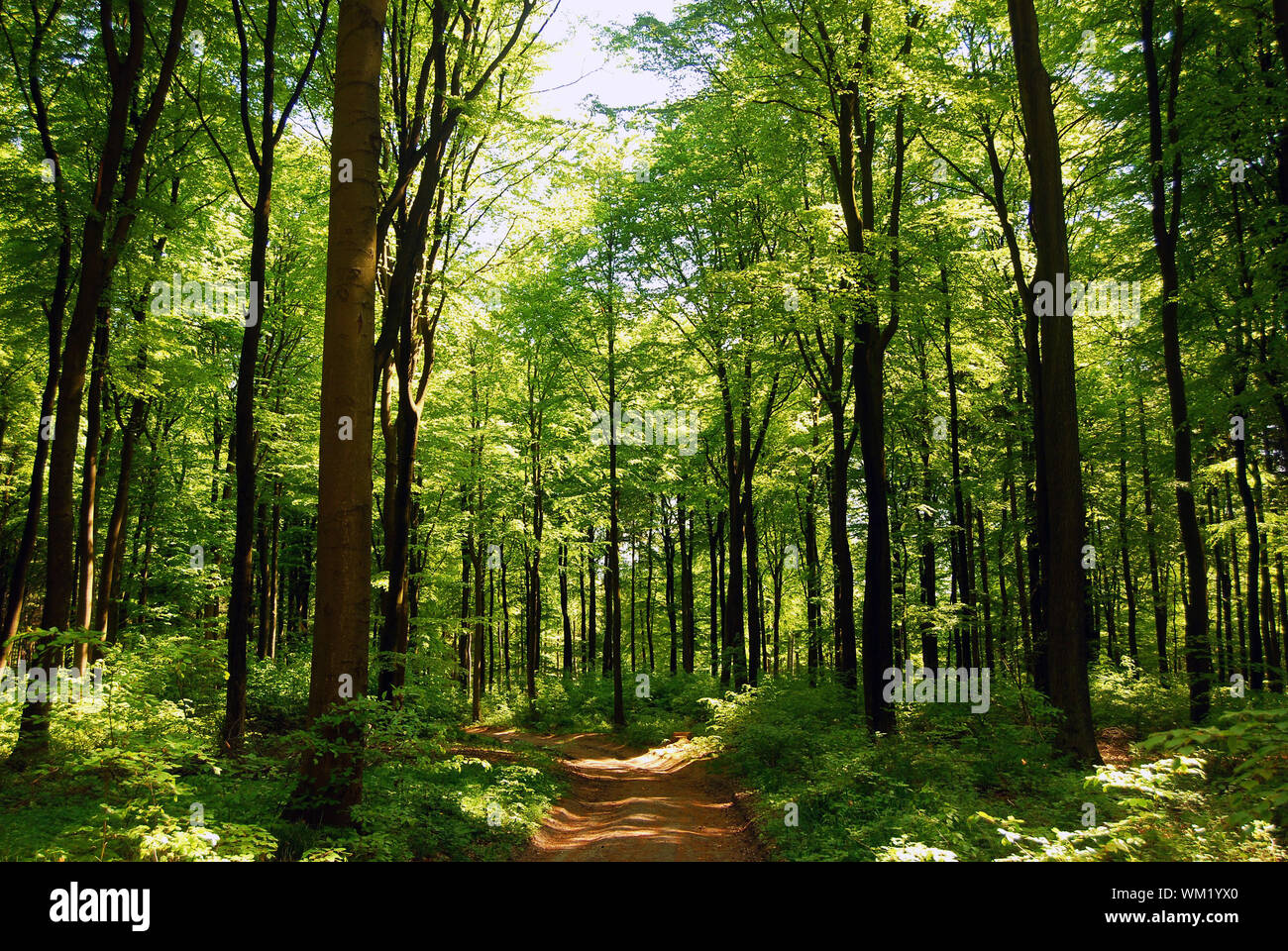 Road Amidst Trees At Forest Stock Photo - Alamy