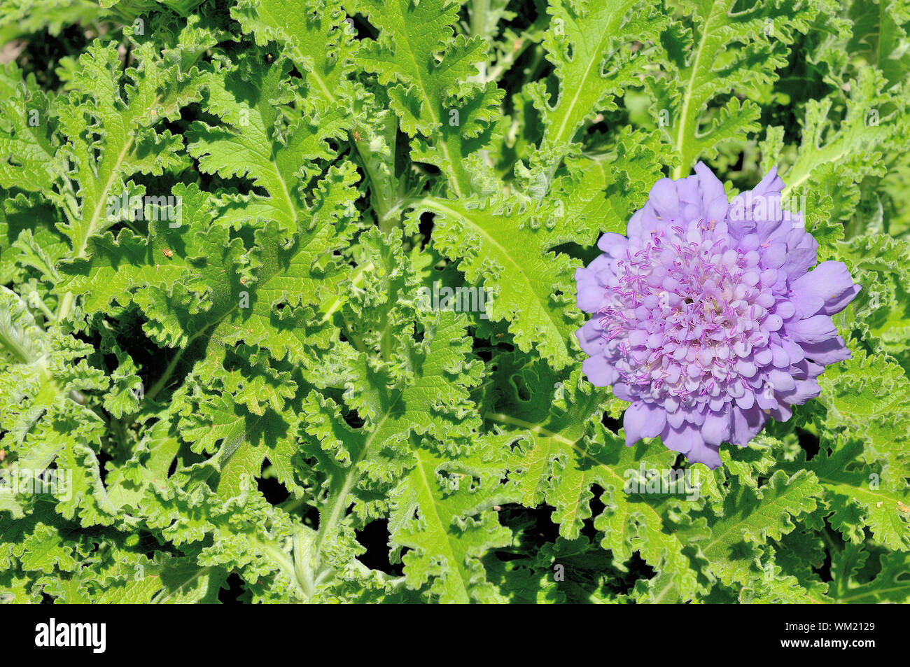 Composite of an African Wormwood plant and flower. It is a tonic herb that  is anti-inflammatory, antiseptic and antidepressant Stock Photo - Alamy