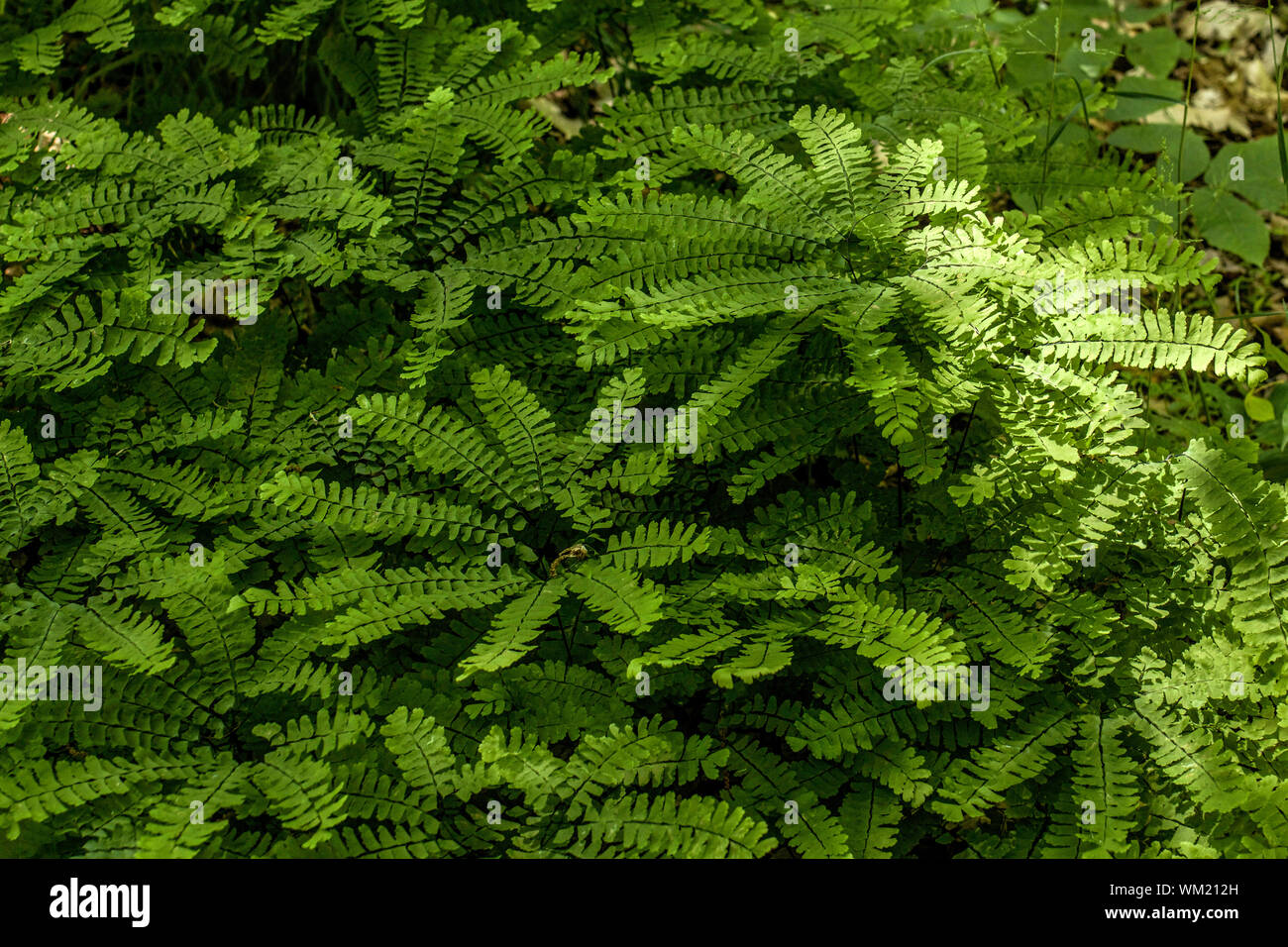 Five finger plants hires stock photography and images Alamy
