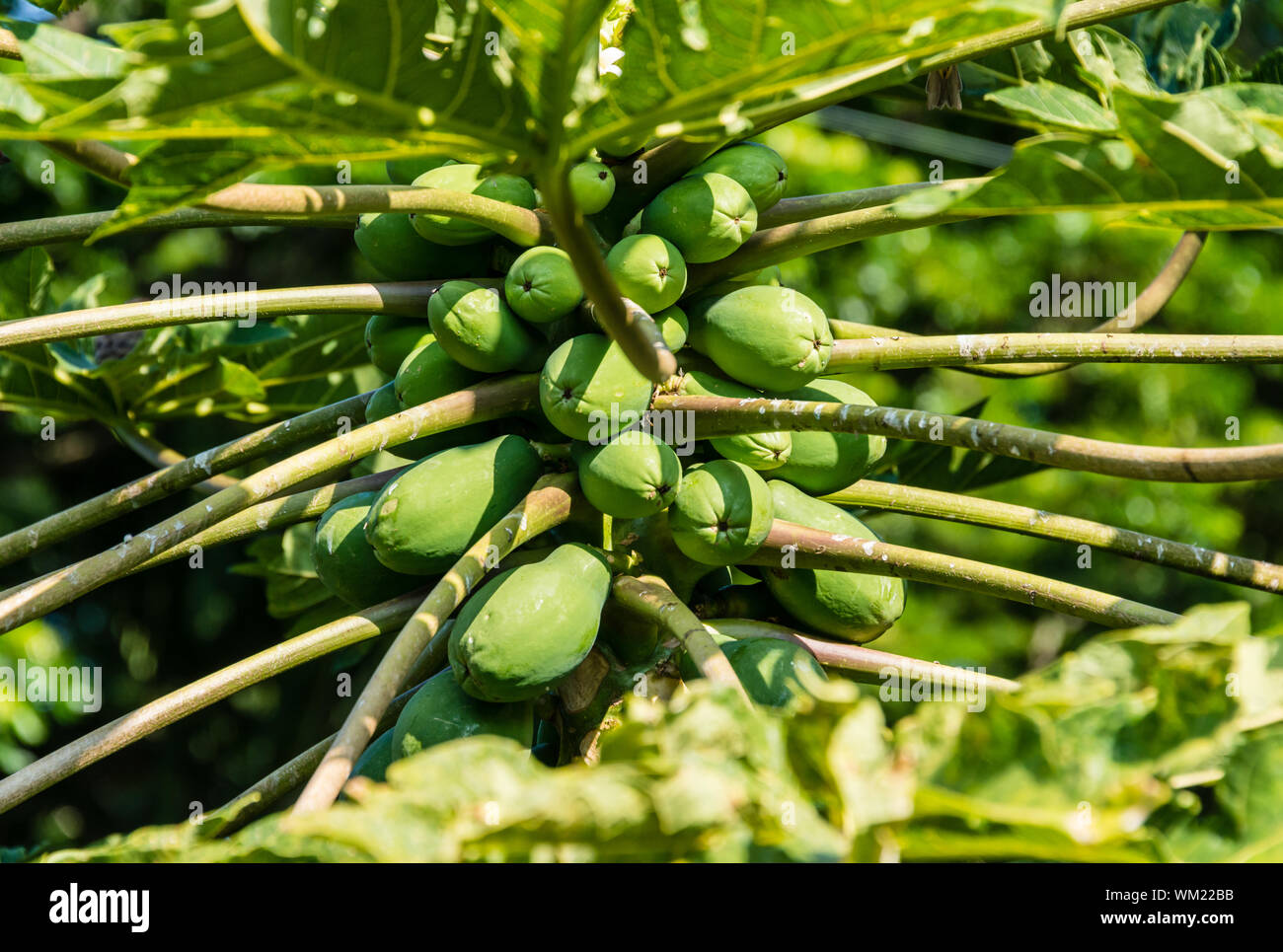 Papaya hawaii hires stock photography and images Alamy