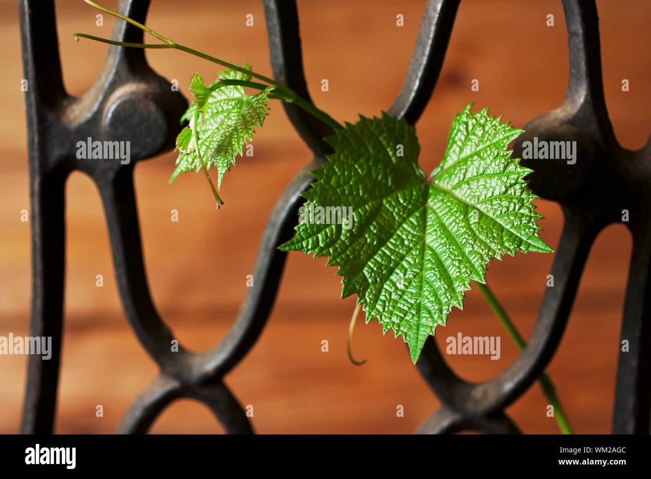 wroughtiron fence with a vine Stock Photo Alamy