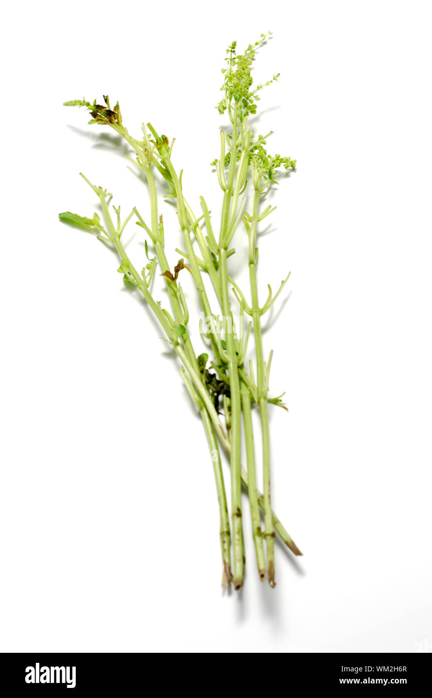 leaf stalk basil Stock Photo - Alamy