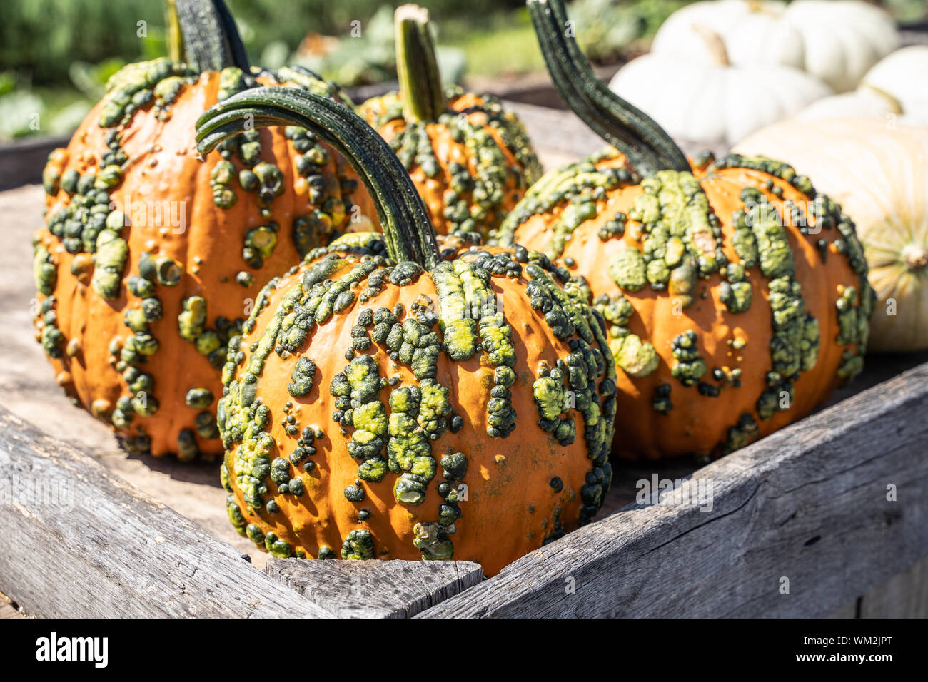 Bumpy pumpkin on display at farmer's market ready for the fall holiday season. Stock Photo