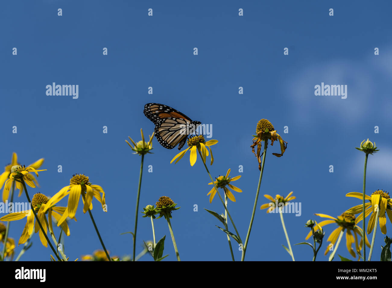 Monarch butterfly  (danaus plexippuson) yellow wildflowers against a blue sky background. Stock Photo