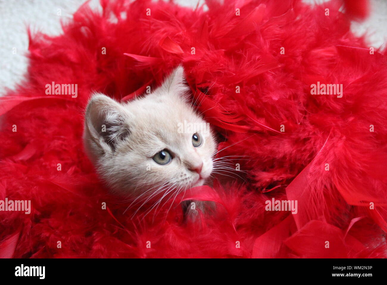 Close Up Of British Shorthair Kitten With Red Feather Boa On Sofa