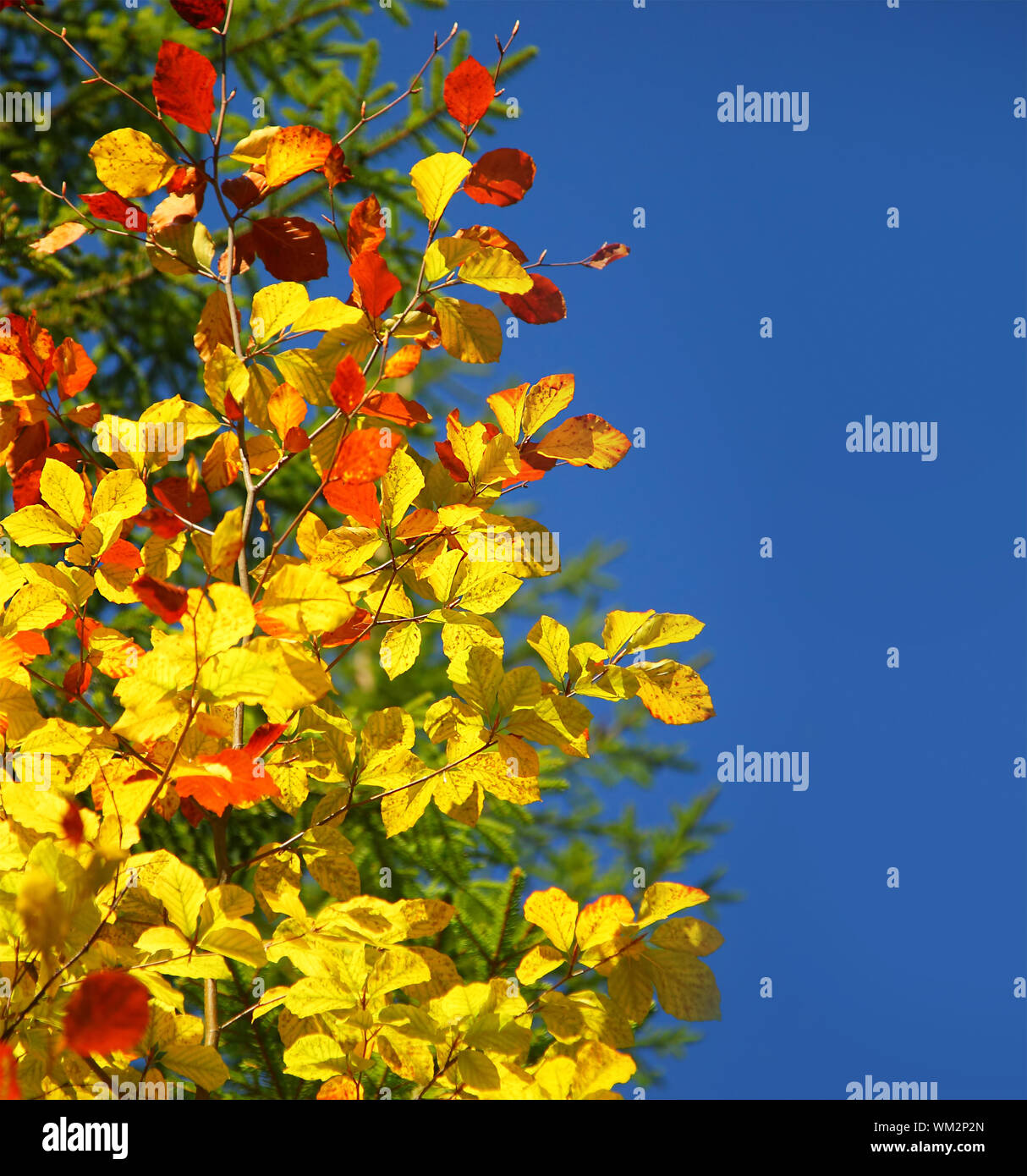 Beautiful autumn border Stock Photo - Alamy