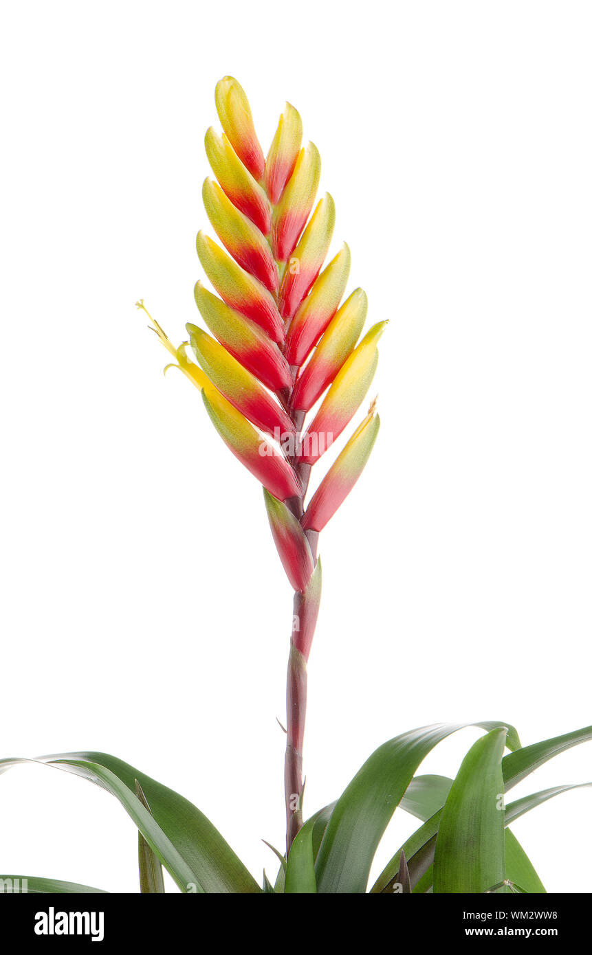 Yellow and red bromelia Flower on white background. Stock Photo