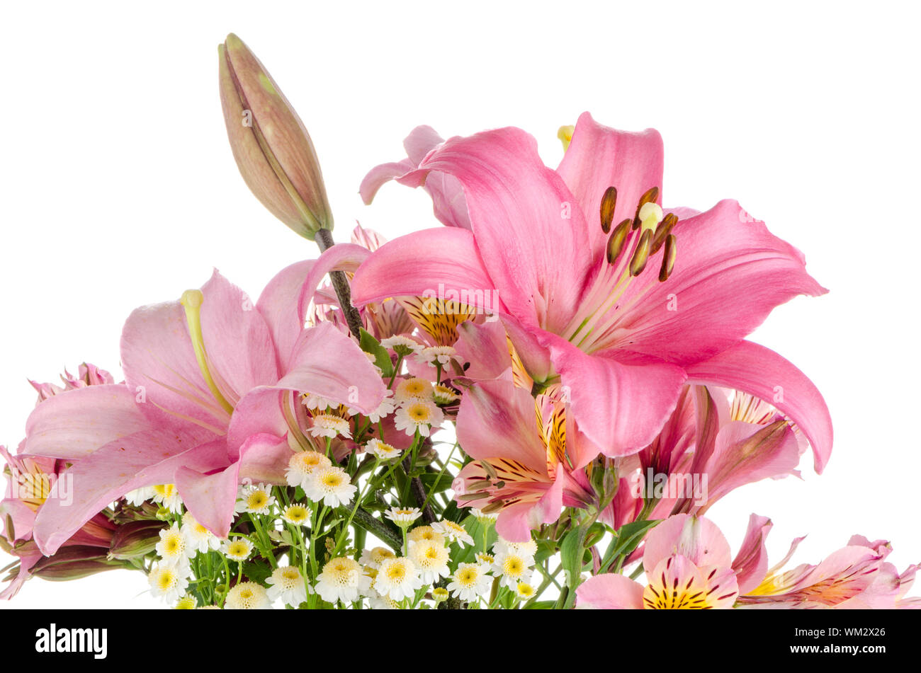Beautiful pink lilies isolated on white background Stock Photo - Alamy