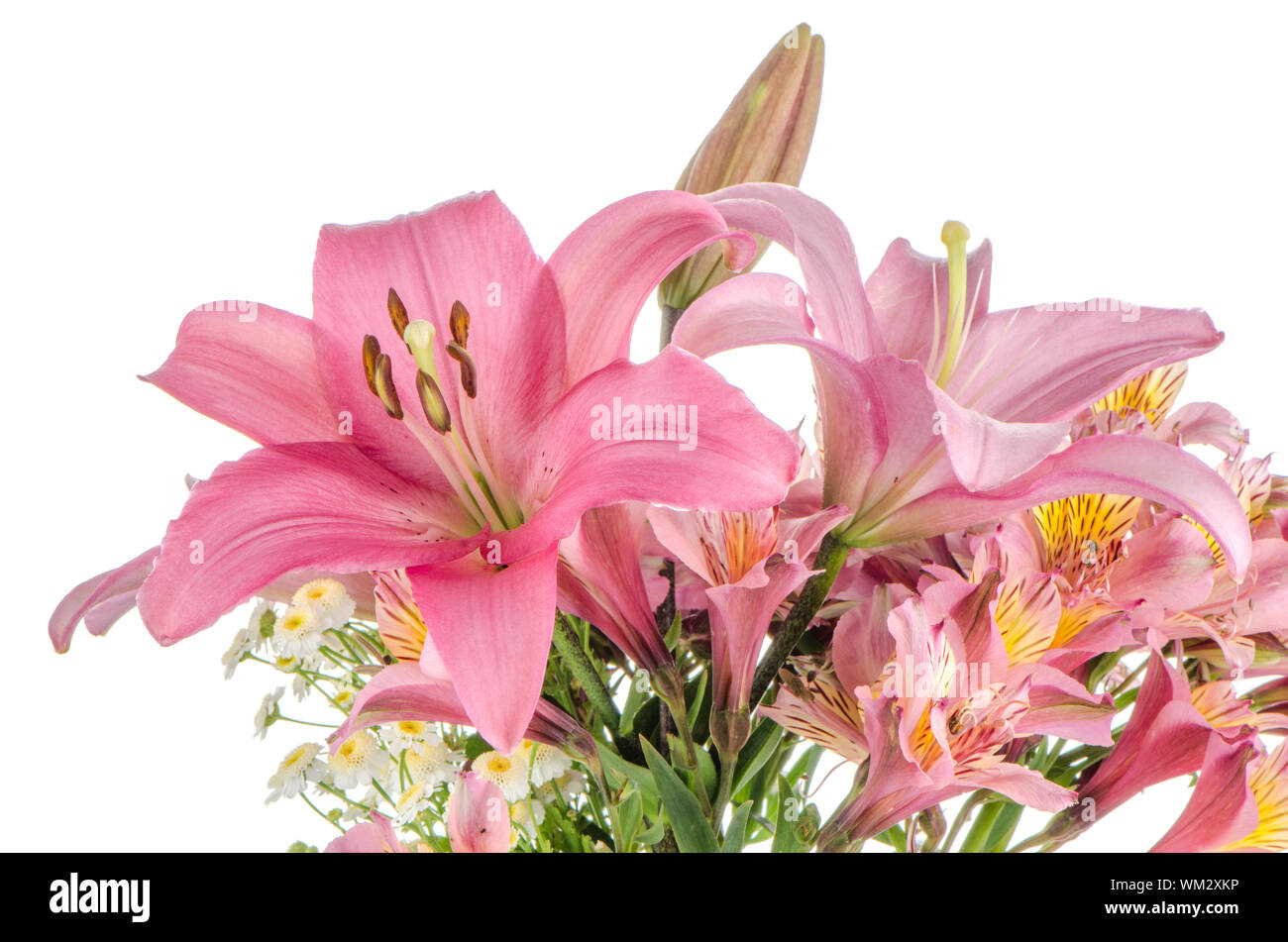 Beautiful pink lilies isolated on white background Stock Photo - Alamy