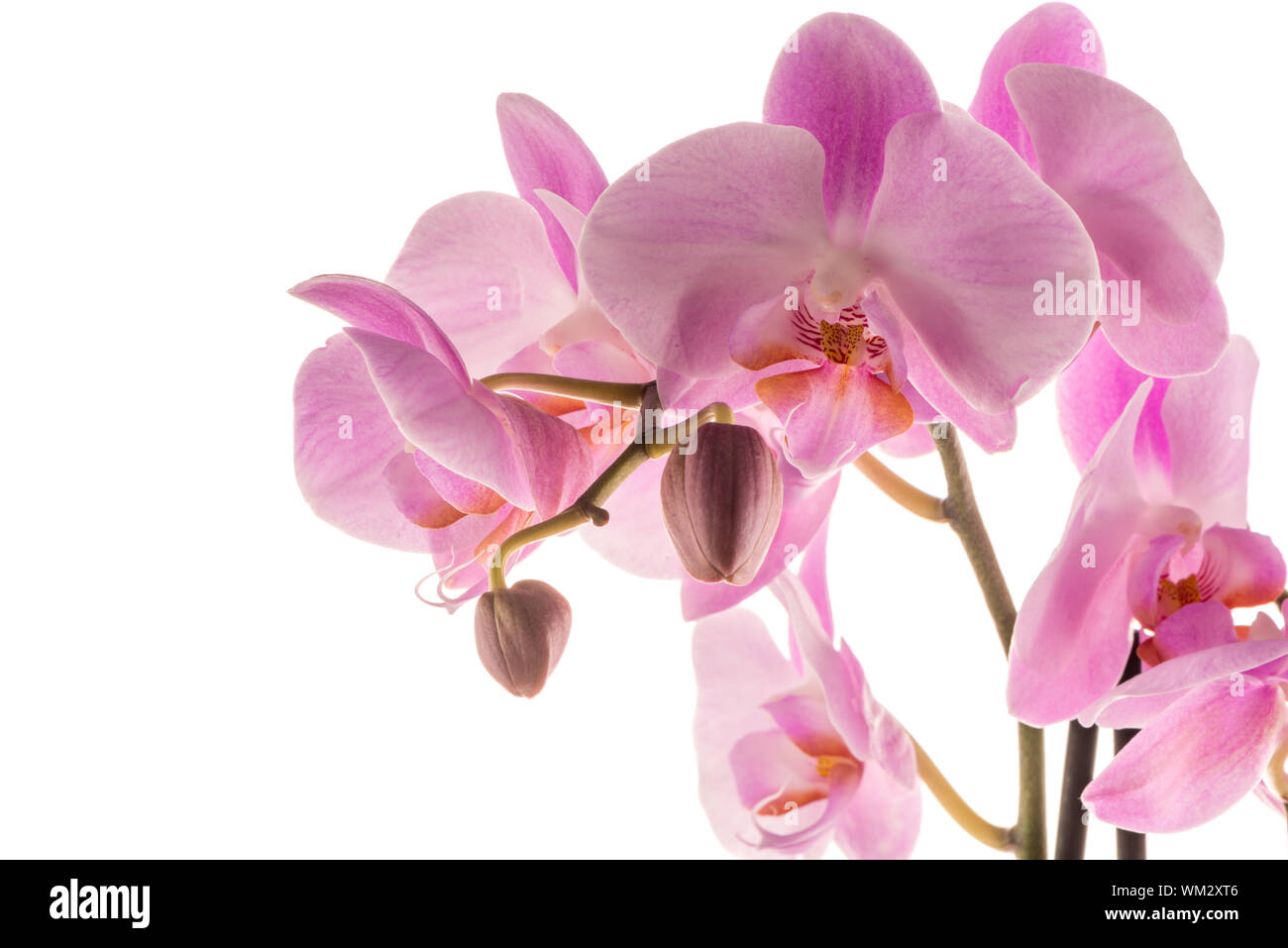Closeup detail of pink orchid isolated on white background Stock Photo ...