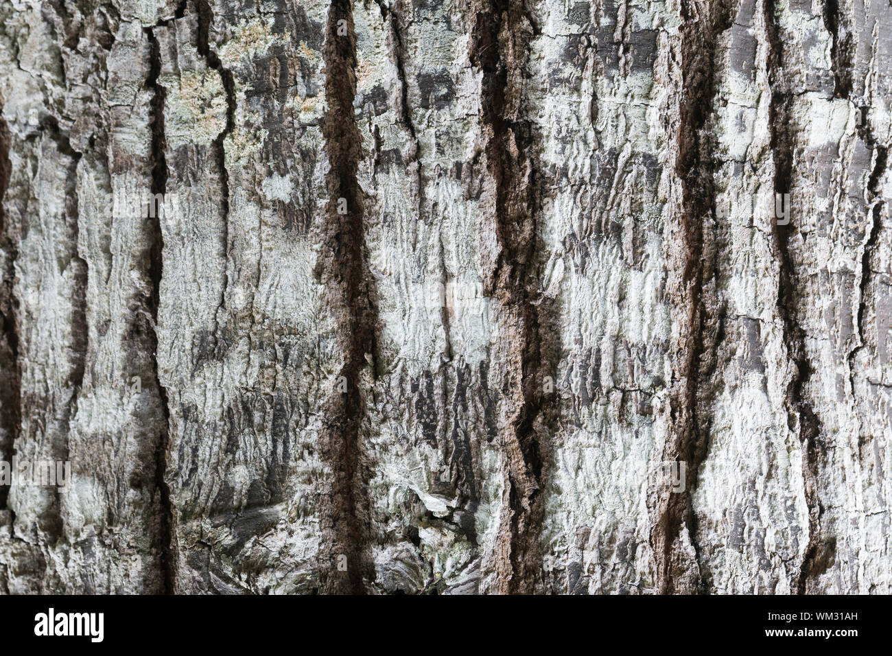 Old brown wood tree texture background pattern, bark texture Stock ...