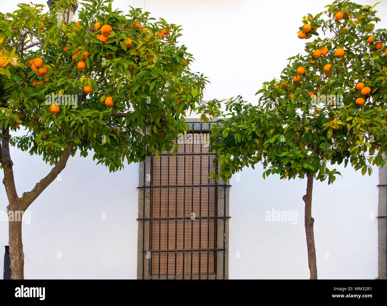 Orange trees, Zafra, Extremadura, Spain Stock Photo