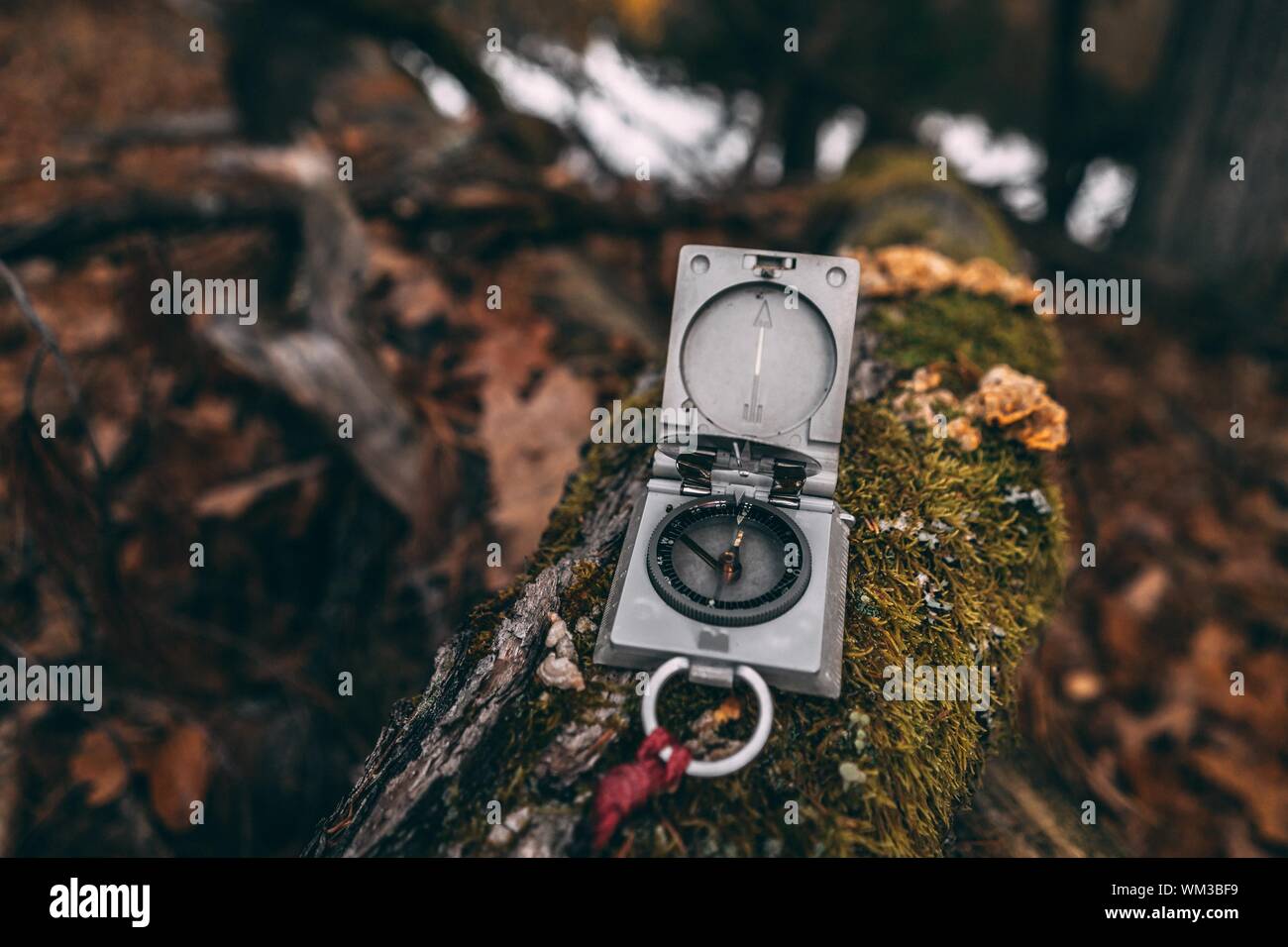 Compass tree hires stock photography and images Alamy