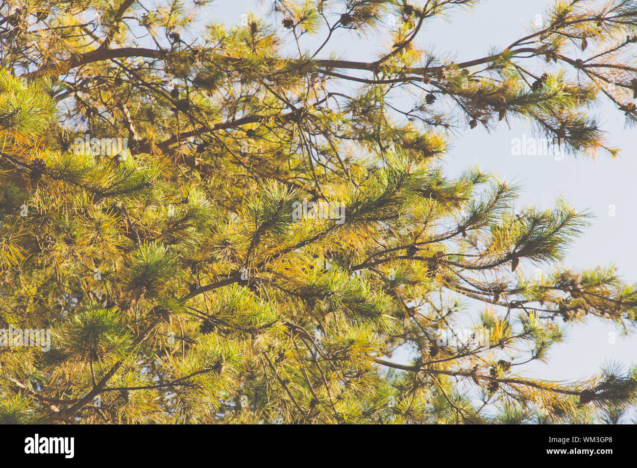 Japanese red pine Stock Photo