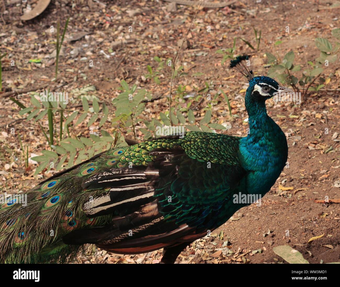 Close-up Of Peacock At Nehru Zoological Park Stock Photo - Alamy