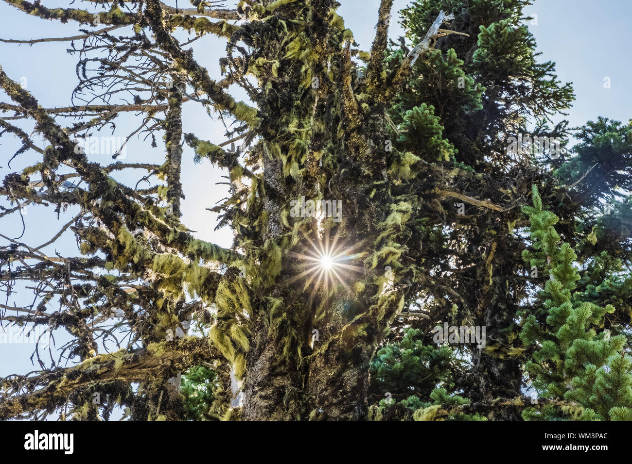 Sun through Subalpine Firs along the Naches Peak Loop Trail in Mount Rainier National Park, Washington State, USA Stock Photo