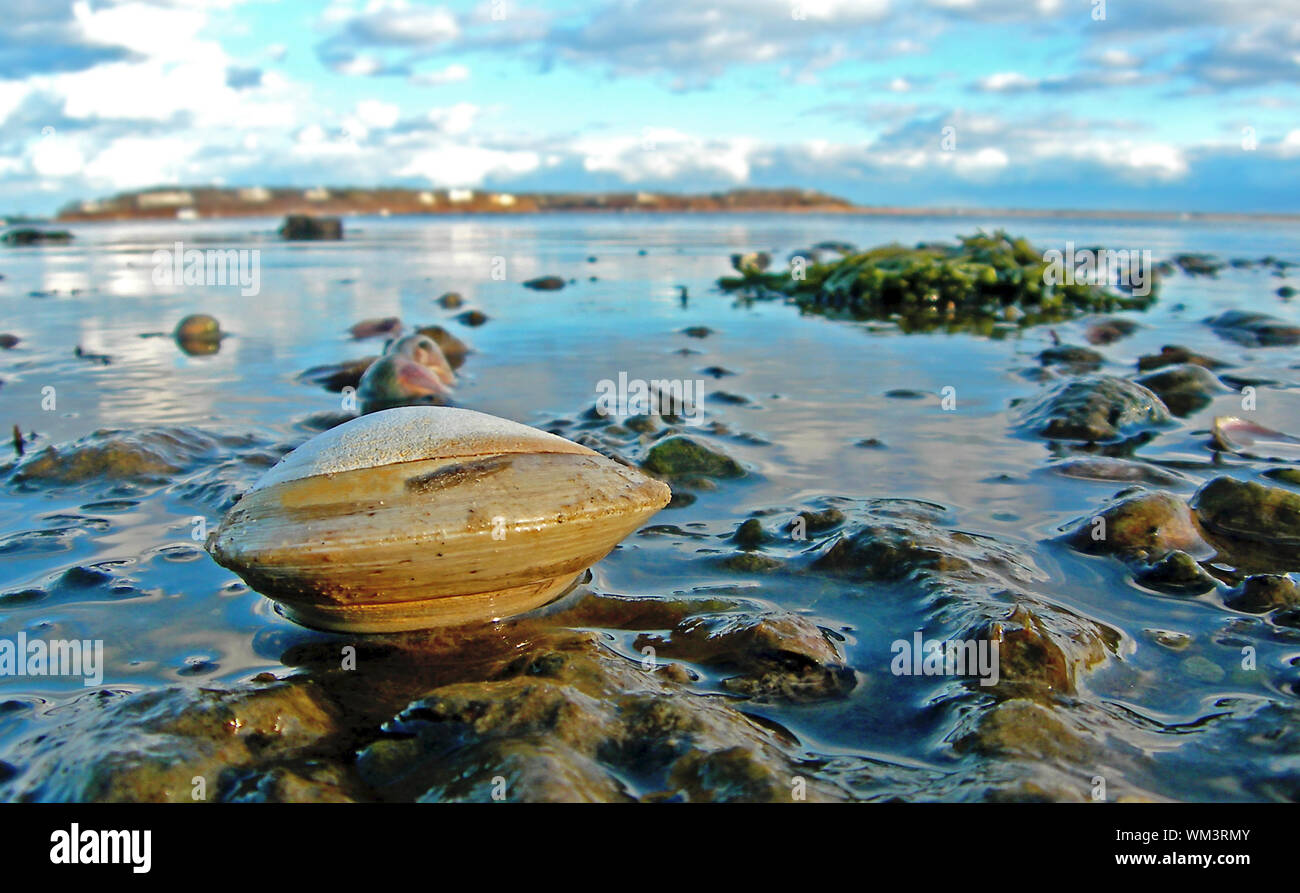 Calm shell hi-res stock photography and images - Alamy