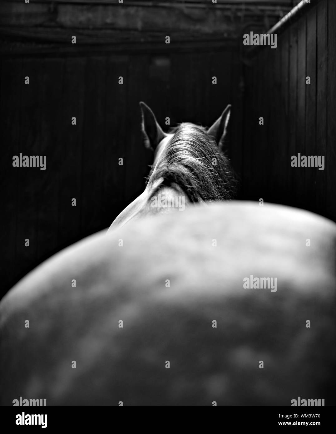 Horse rear view Black and White Stock Photos & Images - Alamy