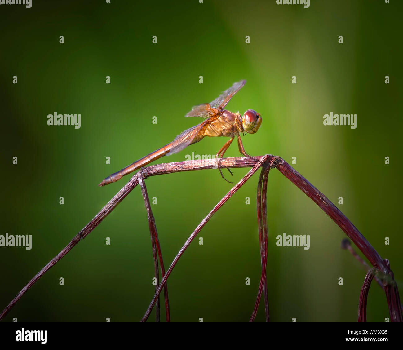 A dragonfly seems to be building the framework of a house in the Florida Everglades. Stock Photo