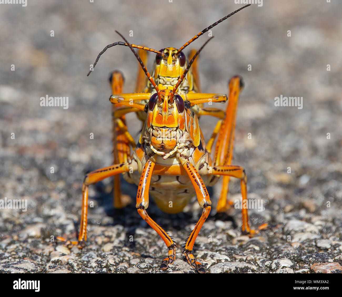 Two Lubber Grasshoppers mating in the Florida Everglades. Lubber Grasshoppers are out in abundance during the summer months in the Everglades. Stock Photo