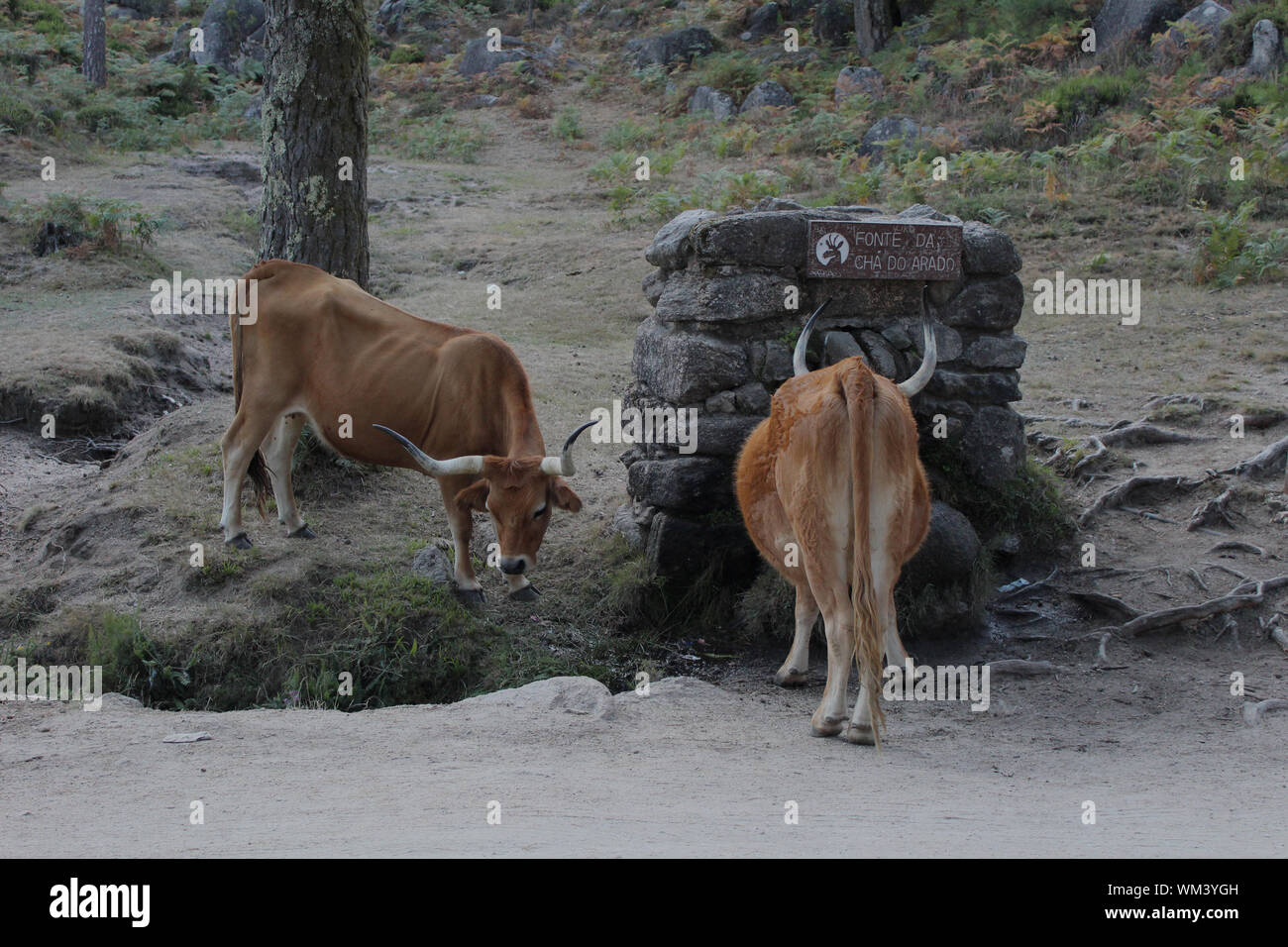 Brown Cows On Field By Drinking Fountain Stock Photo Alamy