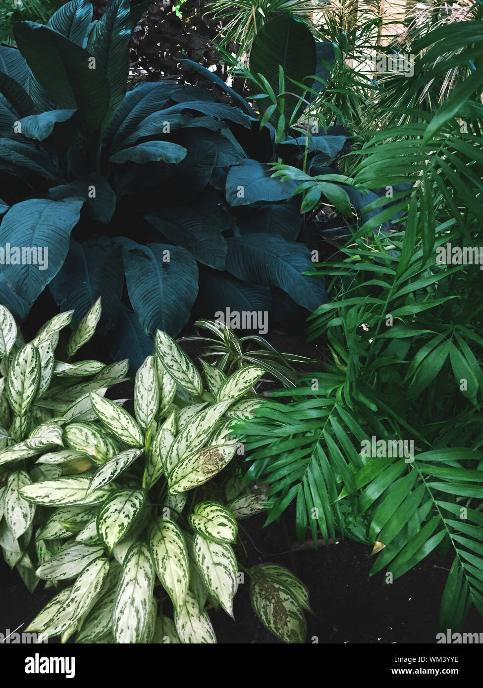 Green growing plants hi-res stock photography and images - Alamy