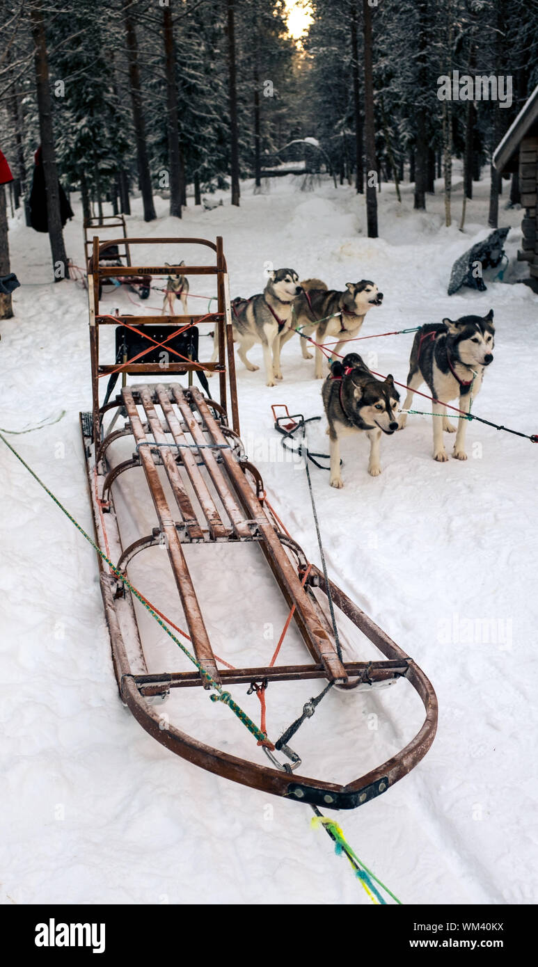 How Fast Can A Husky Pull A Sled