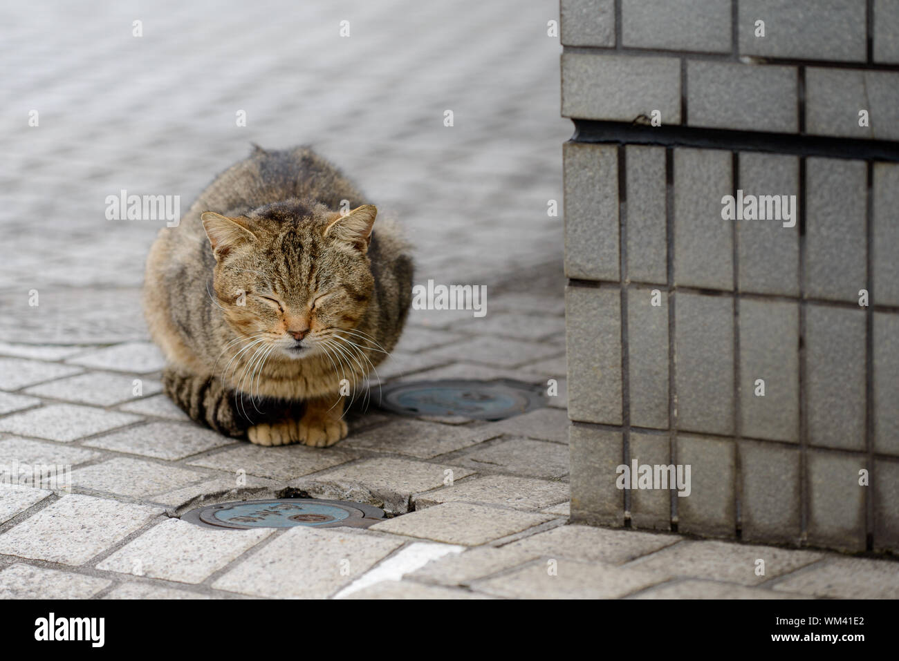High Angle View Of Cat Napping On Street Stock Photo