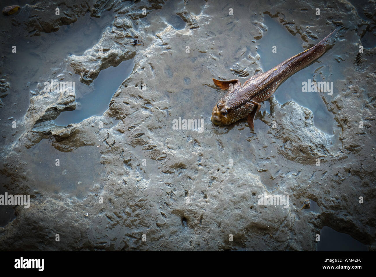 mudfish