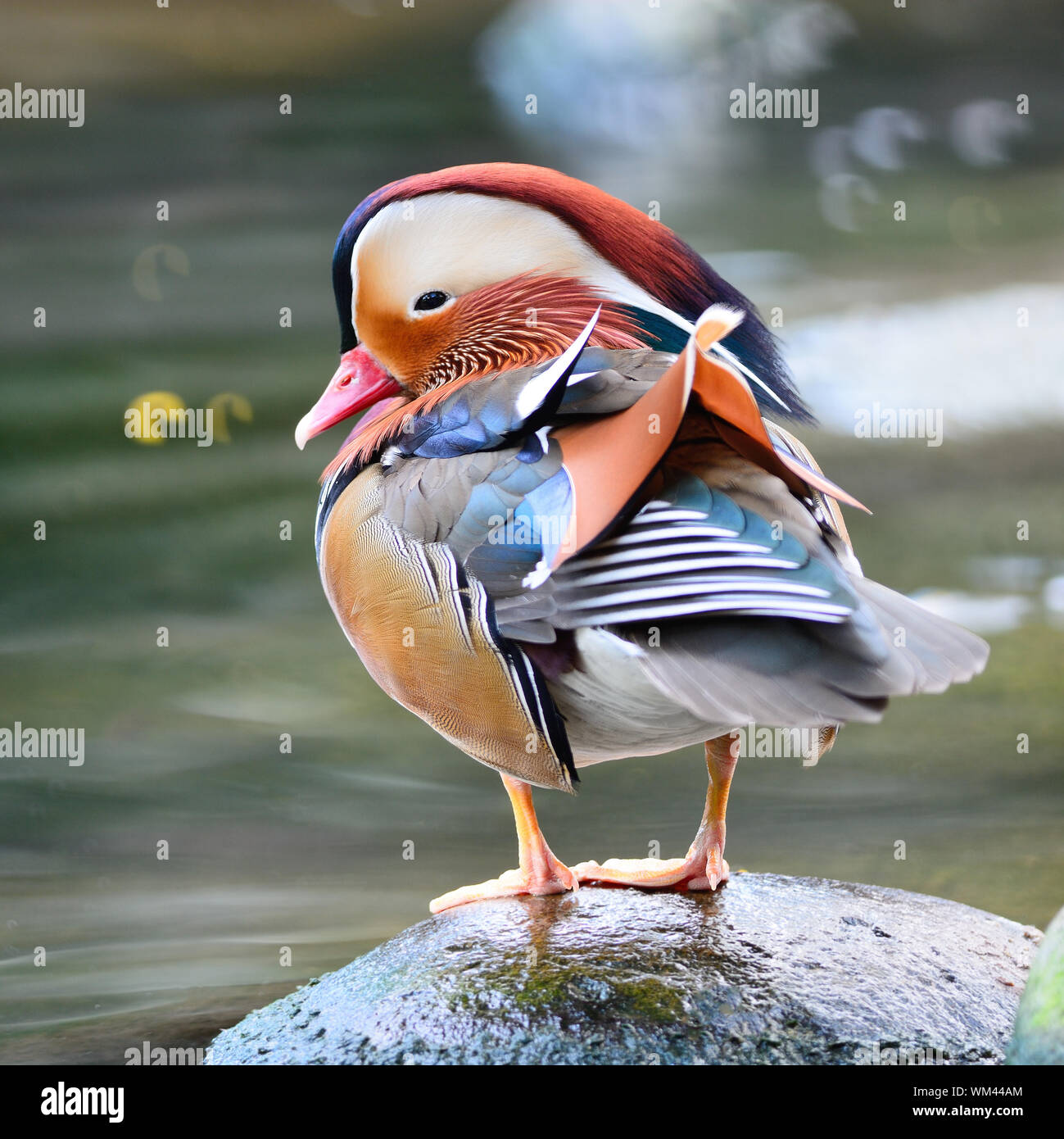 Beautiful male duck, Mandarin Duck (Aix galericulata), standing on the ...