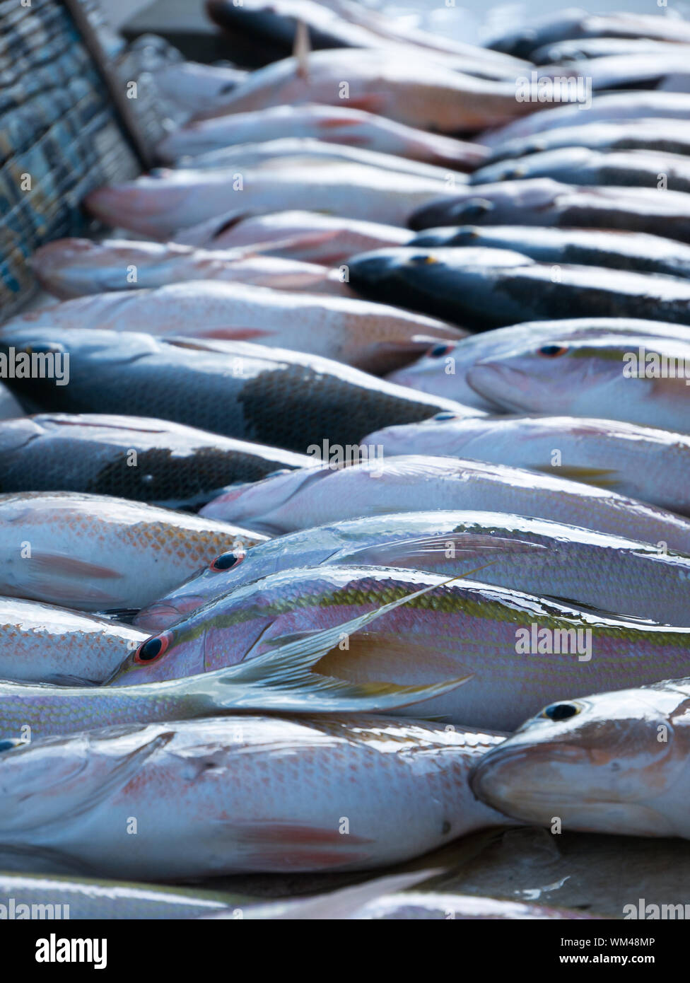Fresh catch of Kingfish lying on dock. Saltwater fish out of the