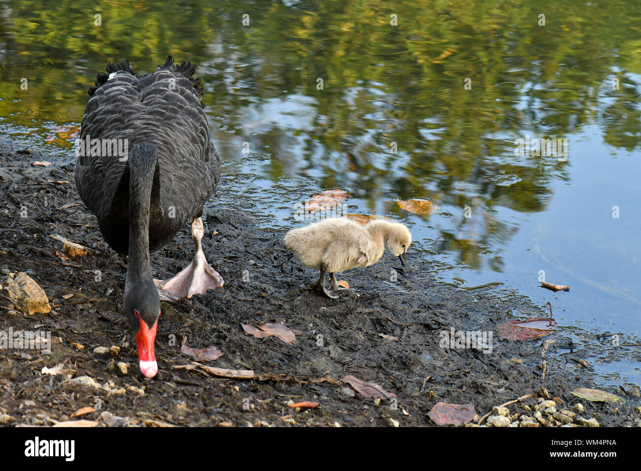 Black swan cygnets swimming within the pond looking for food Stock Photo