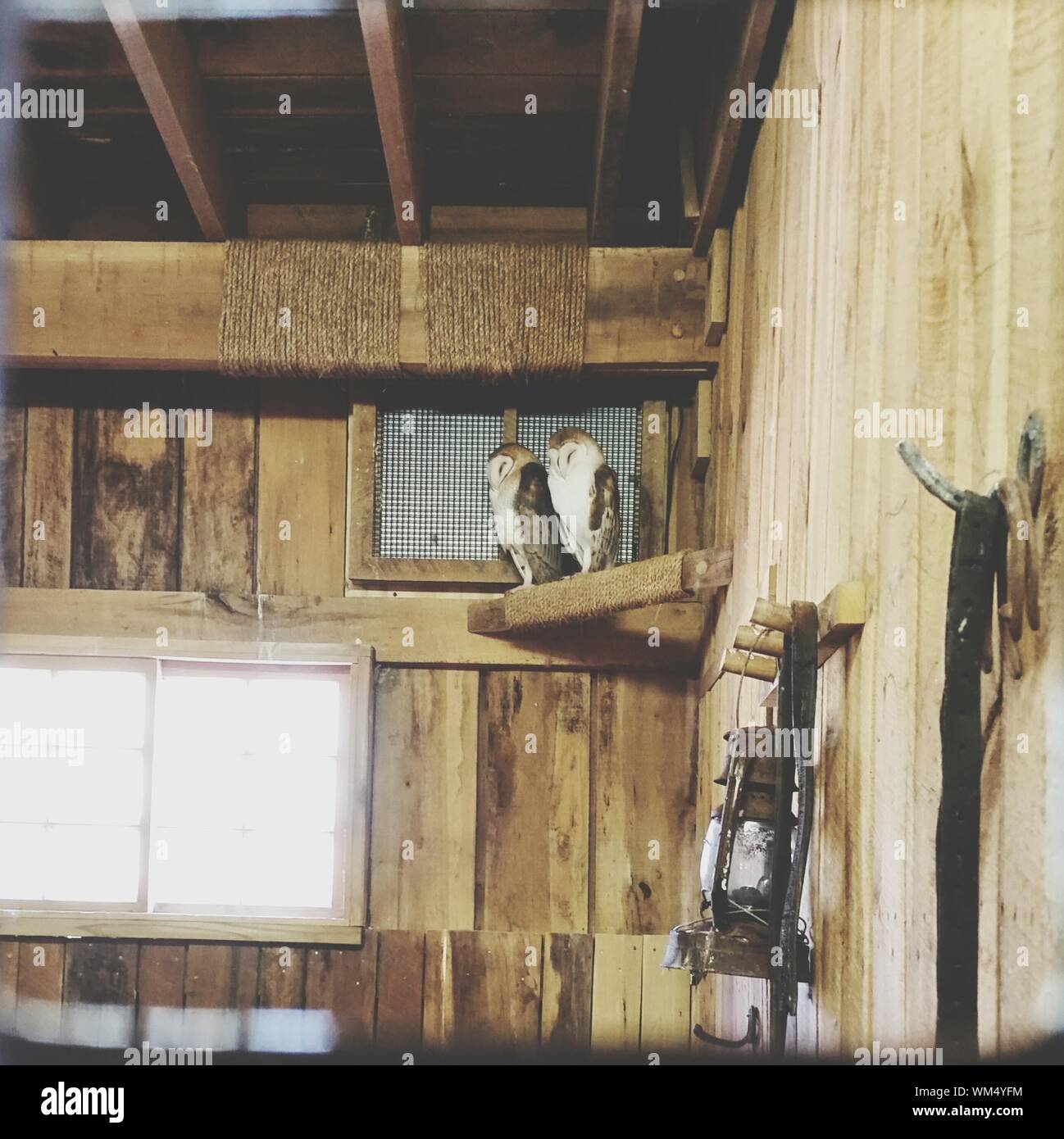 Barn Owls In Log Cabin Stock Photo