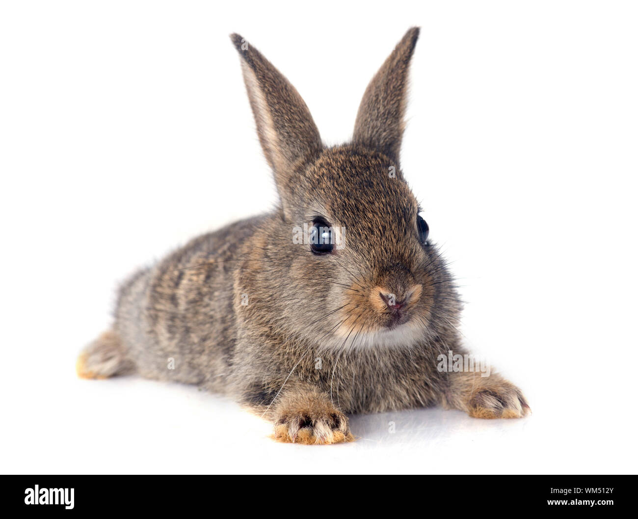 European rabbit in front of white background Stock Photo - Alamy