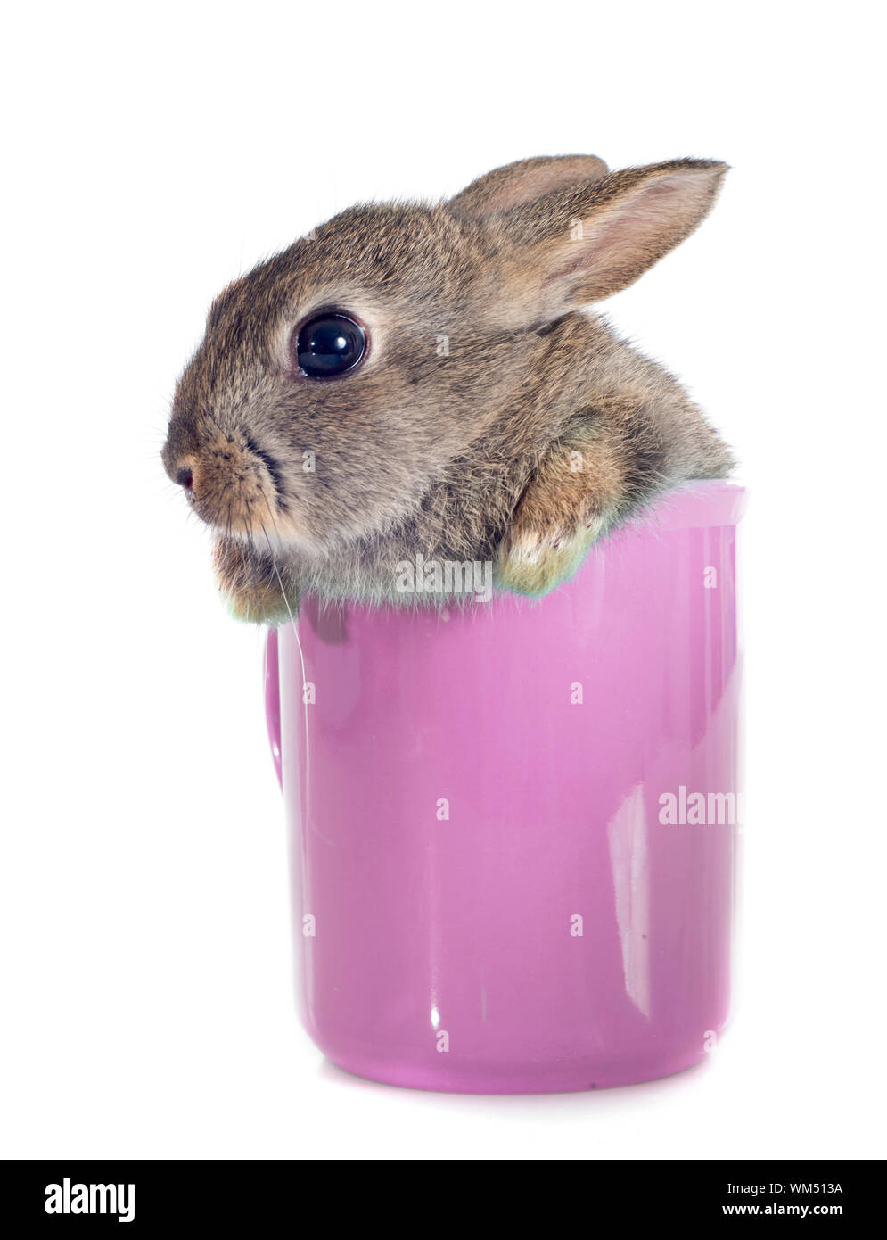European rabbit in teacup in front of white background Stock Photo - Alamy